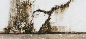 Why Is My Basement Damp?